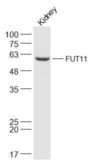 FUT11 antibody