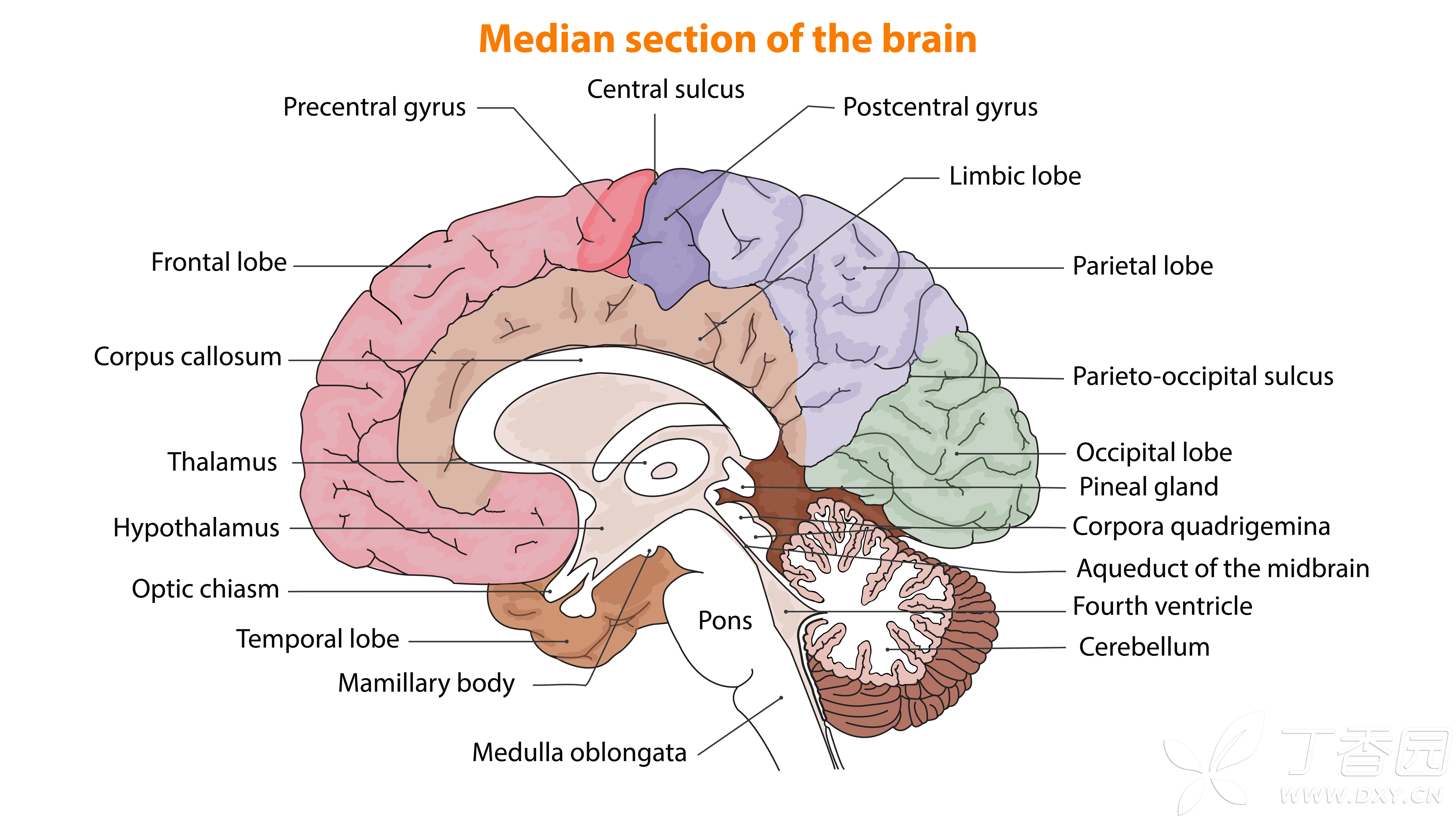 视听教材—颅脑矢状断层解剖