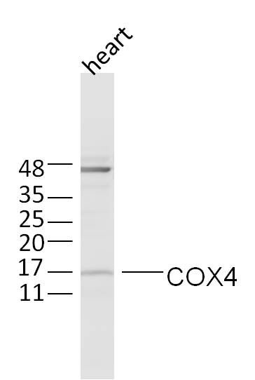 COX4 antibody
