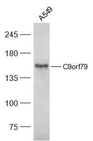 C9orf79 antibody
