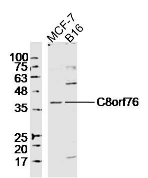C8orf76 antibody