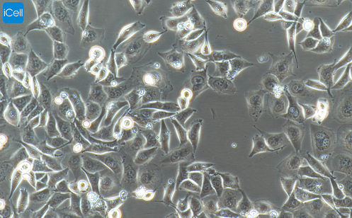 T24 人膀胱癌细胞/STR鉴定细胞 