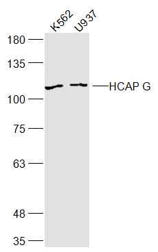 HCAP G antibody