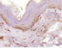 SCF干细胞生长因子抗体