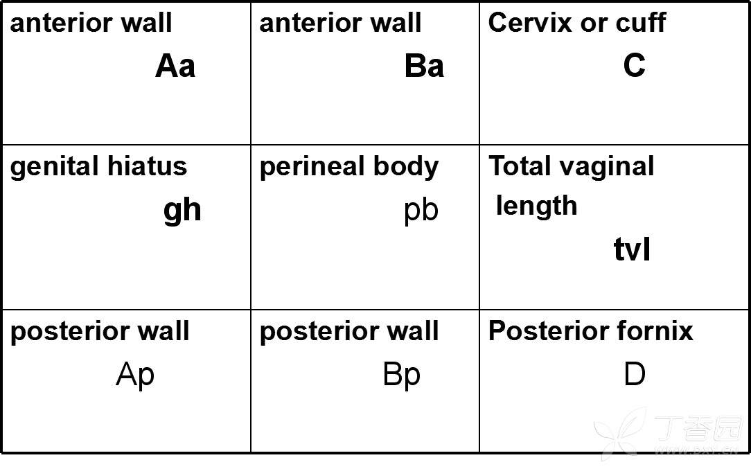 length,tvl), 生殖道裂孔(genital hiatus,gh)高度, 会阴体(perineal