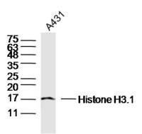 Histone H3.1 antibody