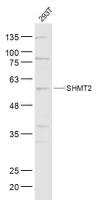 SHMT2 antibody