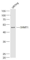 SHMT1 antibody