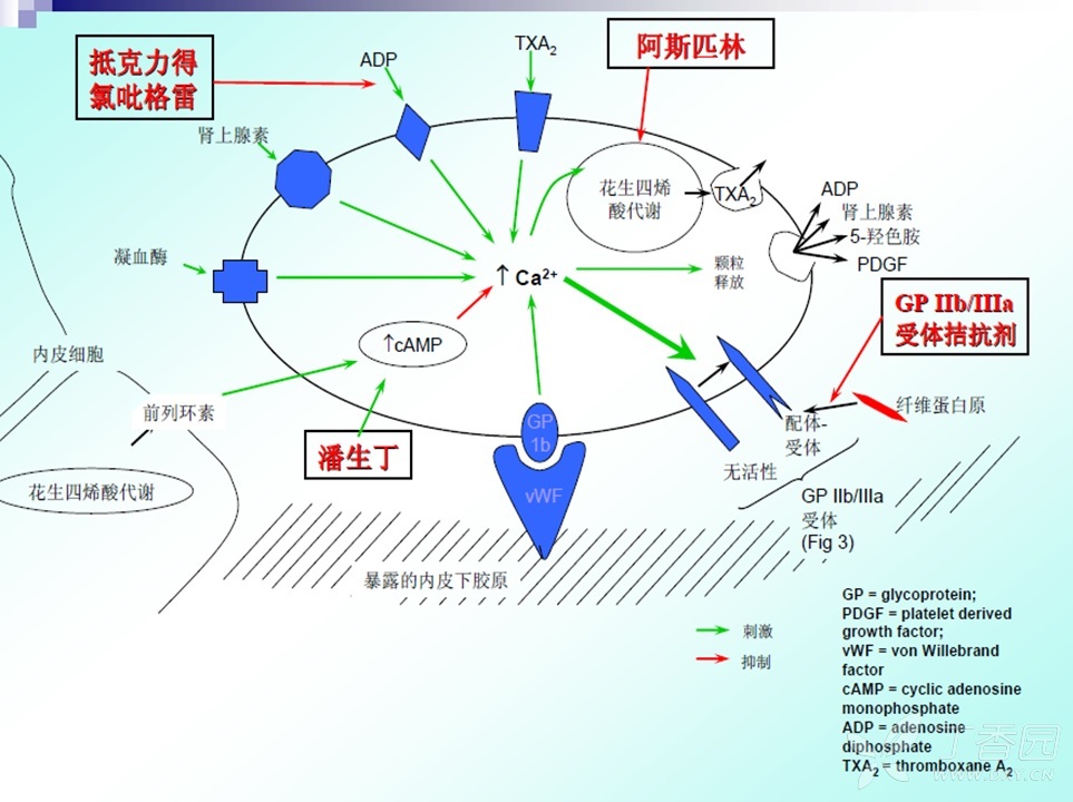 pci支架置入術後血小板聚集率低如何挑戰阿斯匹林和氯吡格雷劑量