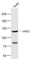HPS2 antibody