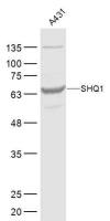 SHQ1 antibody