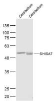 SHISA7 antibody