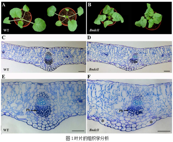 客户文章分享：iTRAQ蛋白质组揭示油菜卷叶机理