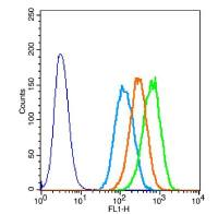 alpha Elastin/Tropoelastin antibody