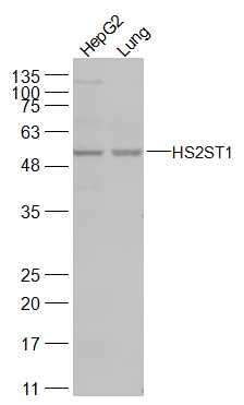 HS2ST1 antibody