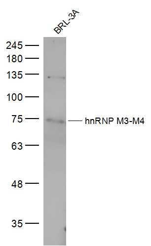 hnRNP M3-M4 antibody