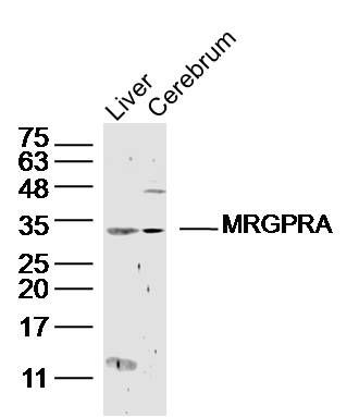 MRGPRA antibody