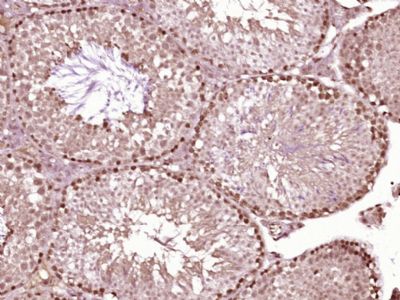 Homez antibody