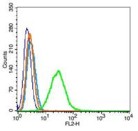 phospho-TrkA (Tyr490) antibody
