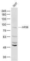 HPS6 antibody