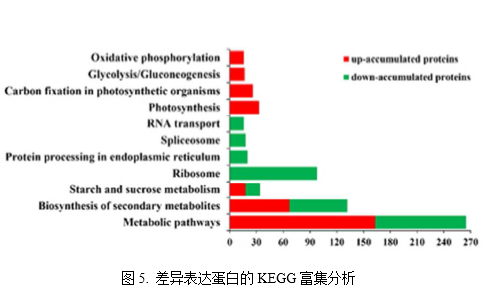 客户文章分享：iTRAQ蛋白质组揭示油菜卷叶机理