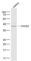 HOXD3 antibody