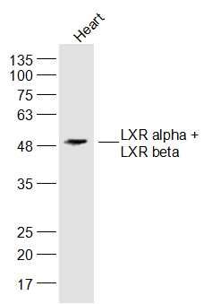 LXR alpha + LXR beta antibody