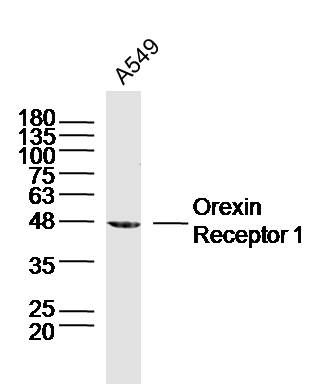 Orexin Receptor 1 antibody