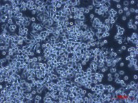 ATCC来源人正常结肠上皮细胞NCM460