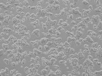 HT-29人结肠癌细胞