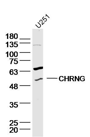 CHRNG antibody