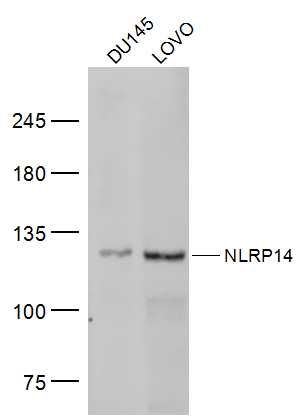 NLRP14 antibody