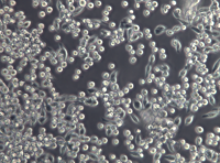 大鼠视网膜色素上皮细胞