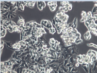 HEPG2.2.15表达HBV病毒的人肝细胞