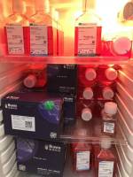 GIBCO血清（活性炭处理）