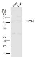 NIPAL4 antibody