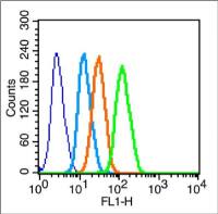 UCP-2 antibody