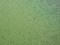 GC-2小鼠精母细胞