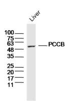 PCCB antibody