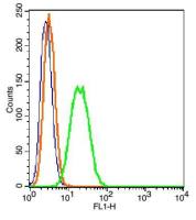 beta-Actin (Loading Control)β-肌动蛋白/β-Actin 抗体(内参抗体)