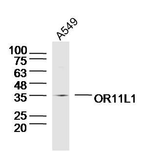 OR11L1 antibody