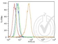 AKT1蛋白激酶B抗体