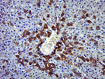 OMA1 antibody