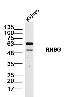 RHBG antibody
