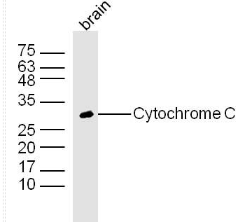 Cytochrome C细胞色素C抗体