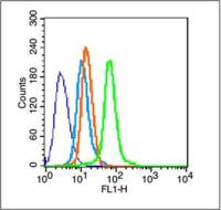 TGF alpha转移生长因子α抗体