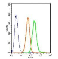 Caspase-3活化半胱胺酸蛋白酶蛋白-3抗体