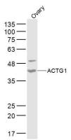 ACTG1 antibody
