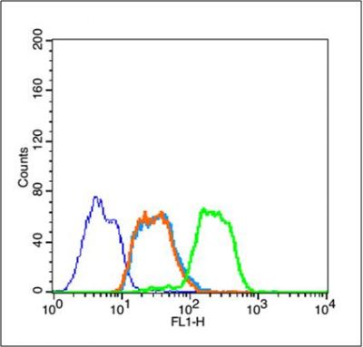 HSP70热休克蛋白-70抗体