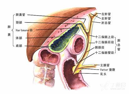 1,巴宾斯基(babinski)征 2,babinski等位征 1)chaddock 征; 2)